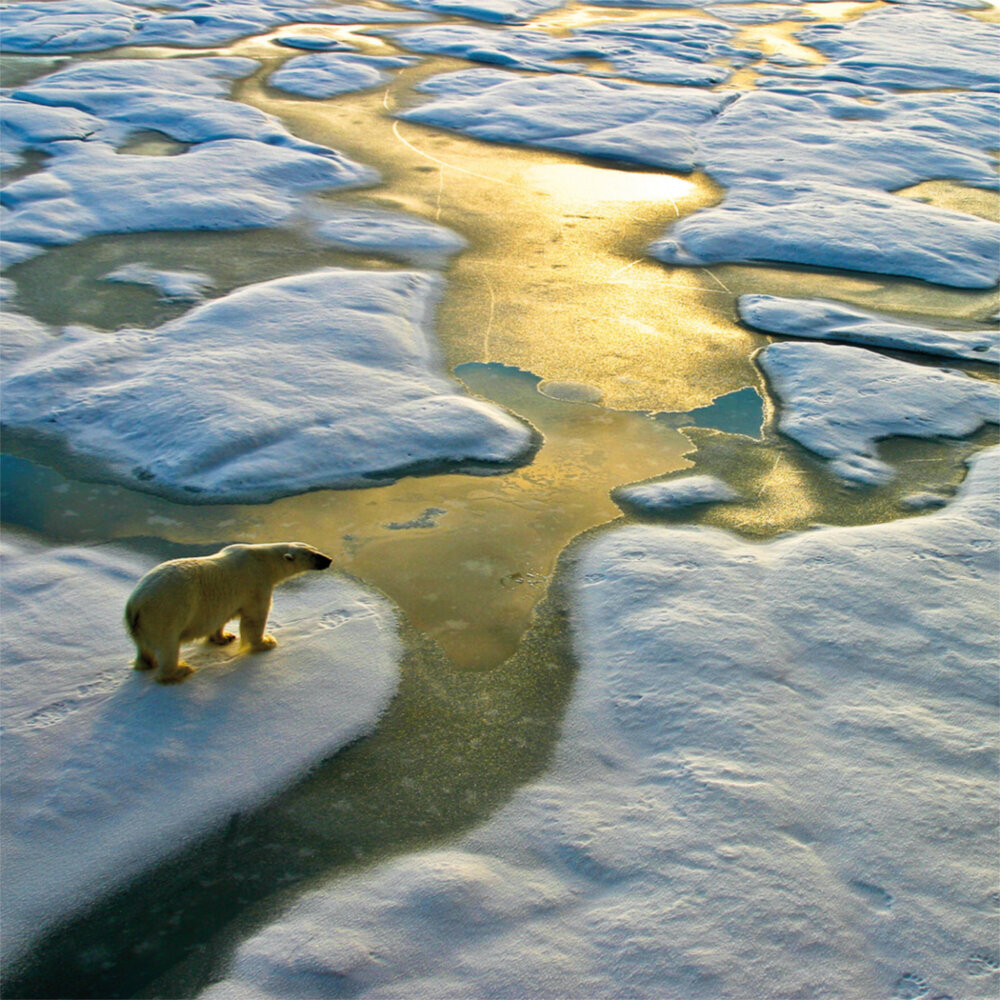 Weitere Ansicht: Polar Bears/Eisbärchen 2023