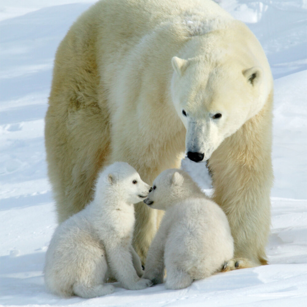 Weitere Ansicht: Polar Bears/Eisbärchen 2023