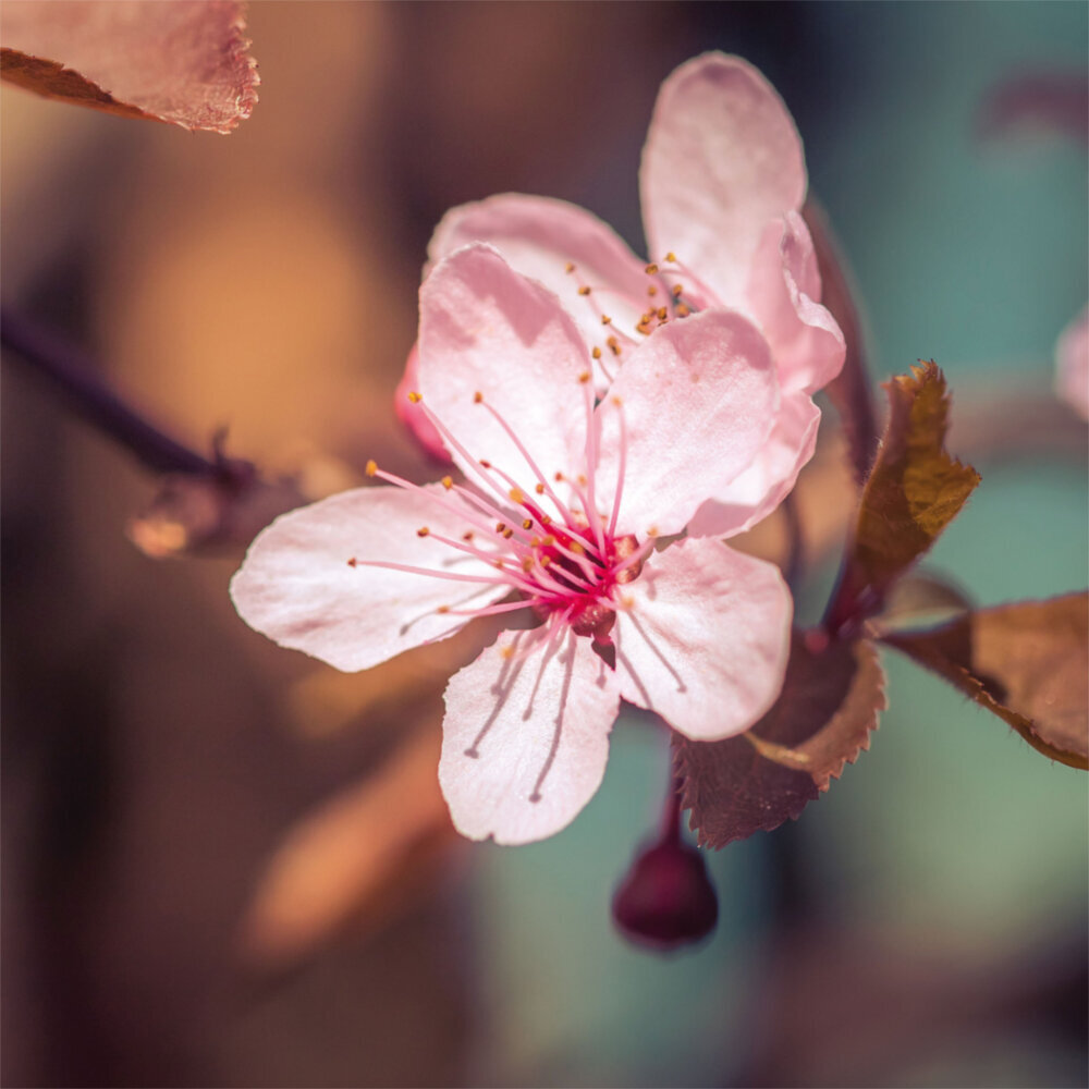 Weitere Ansicht: Zen Spirit 2023