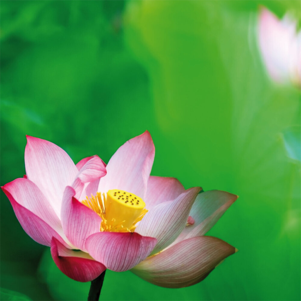 Weitere Ansicht: Zen Spirit 2023