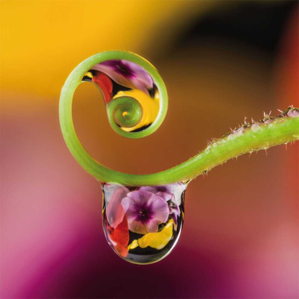 Weitere Ansicht: Zen Spirit 2023