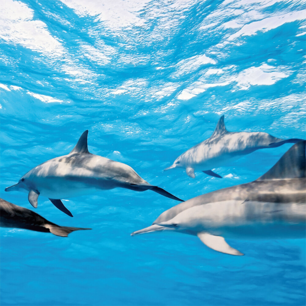 Weitere Ansicht: Dolphins/Delfine 2023