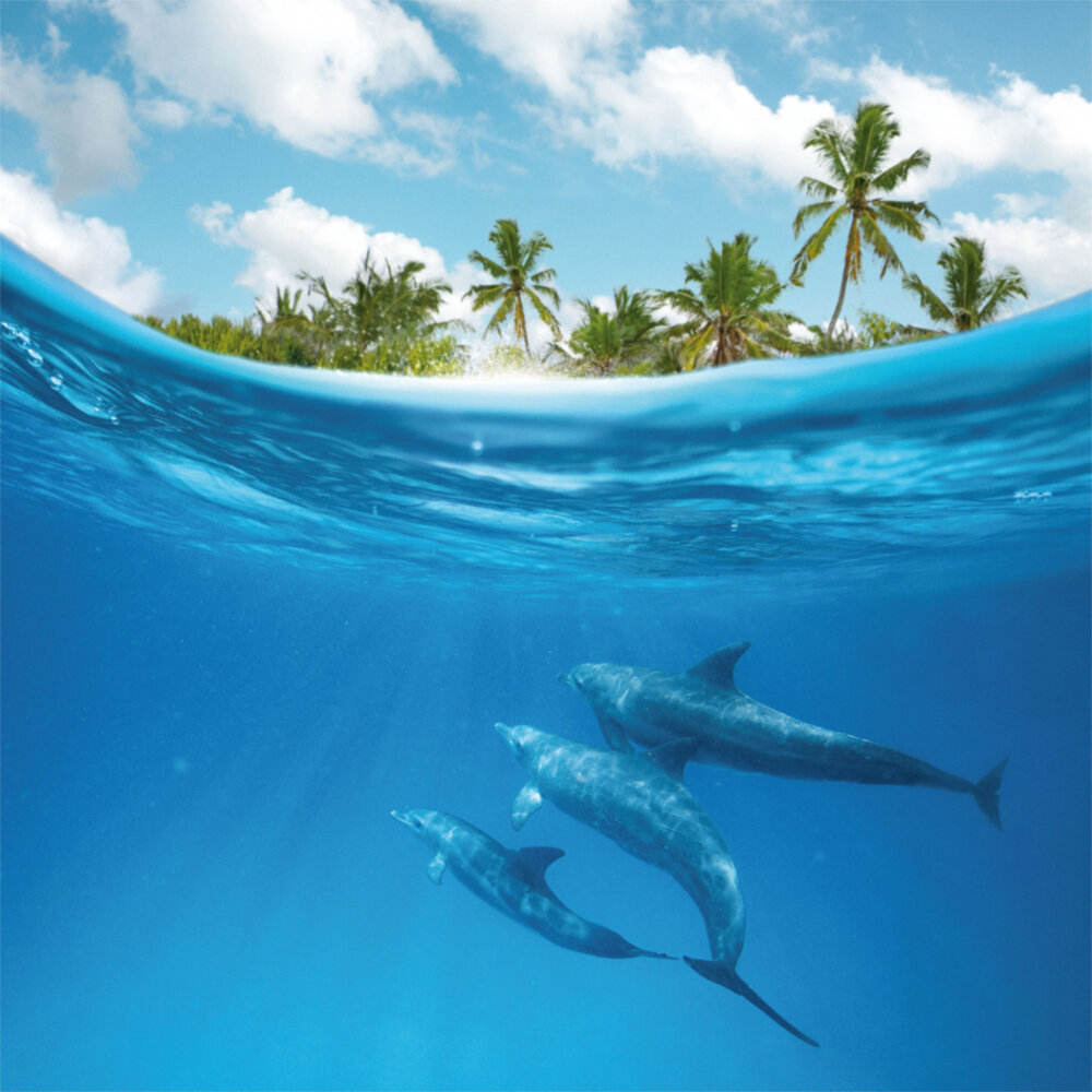 Weitere Ansicht: Dolphins/Delfine 2023