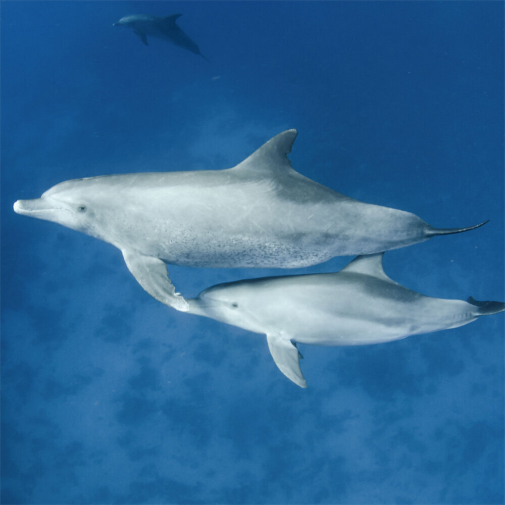 Weitere Ansicht: Dolphins/Delfine 2023