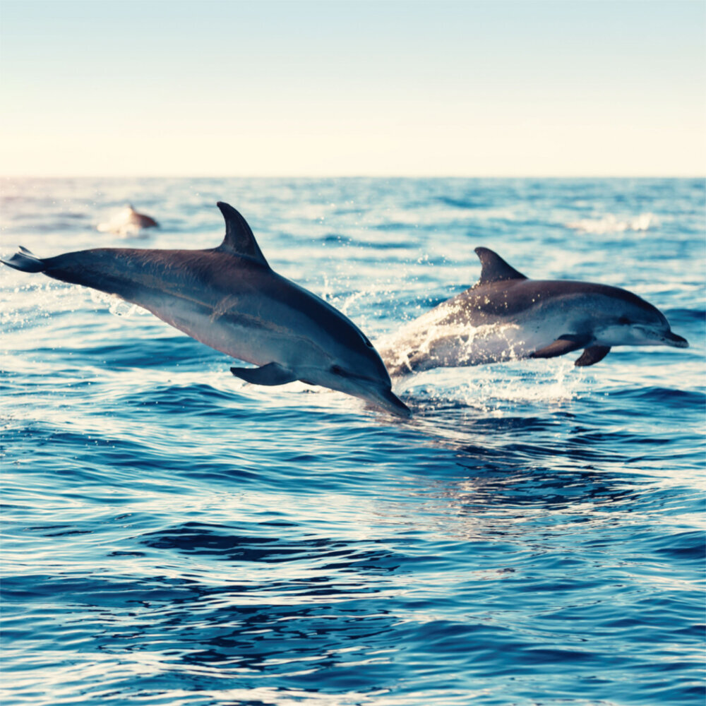 Weitere Ansicht: Dolphins/Delfine 2023