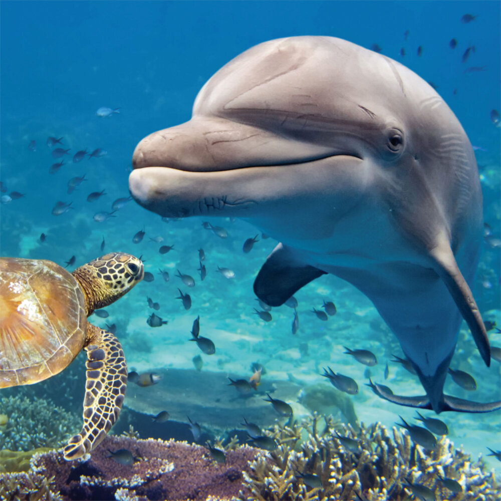 Weitere Ansicht: Dolphins/Delfine 2023
