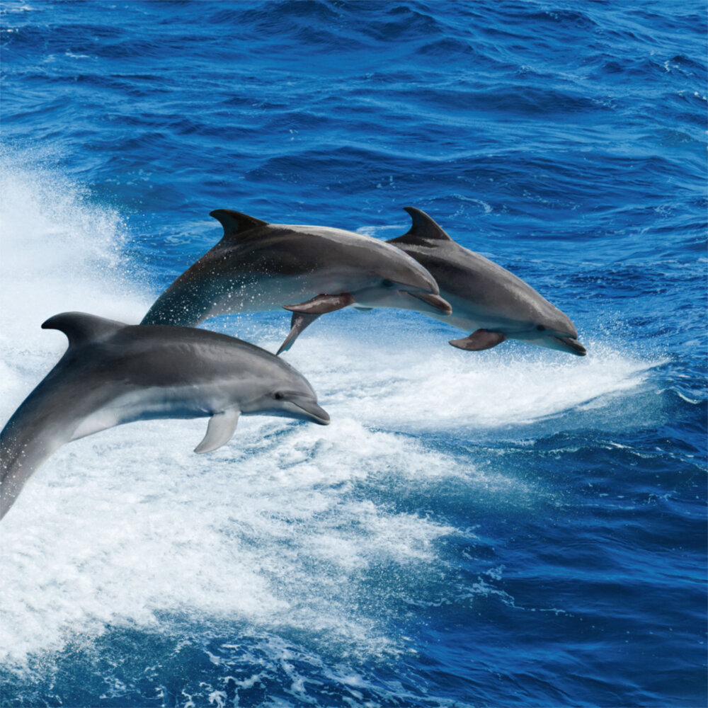Weitere Ansicht: Dolphins/Delfine 2023