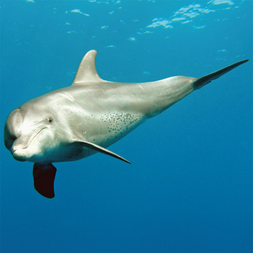 Weitere Ansicht: Dolphins/Delfine 2023