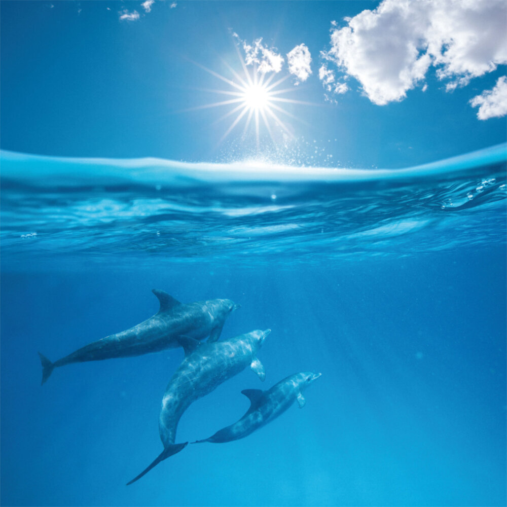 Weitere Ansicht: Dolphins/Delfine 2023