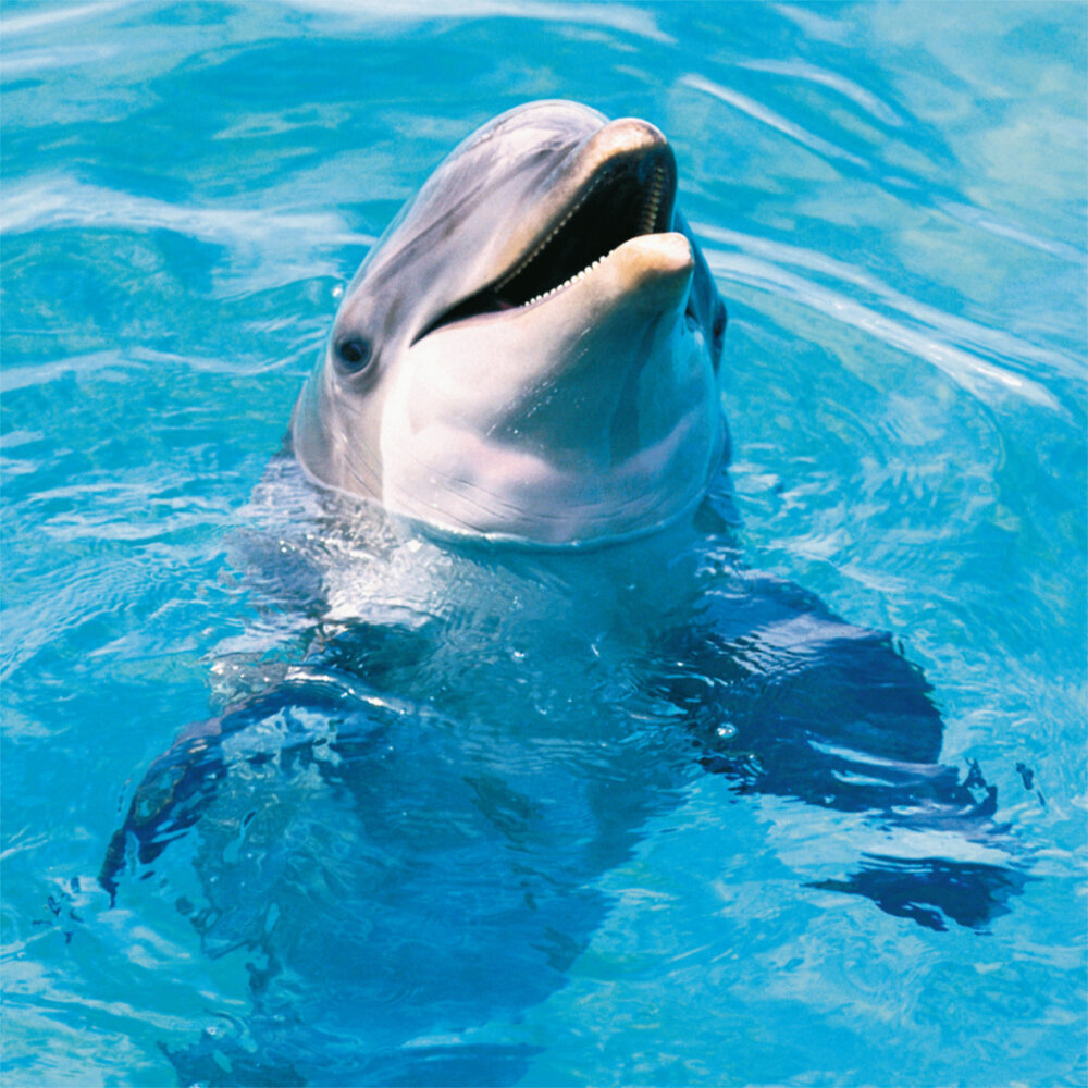 Weitere Ansicht: Dolphins/Delfine 2023