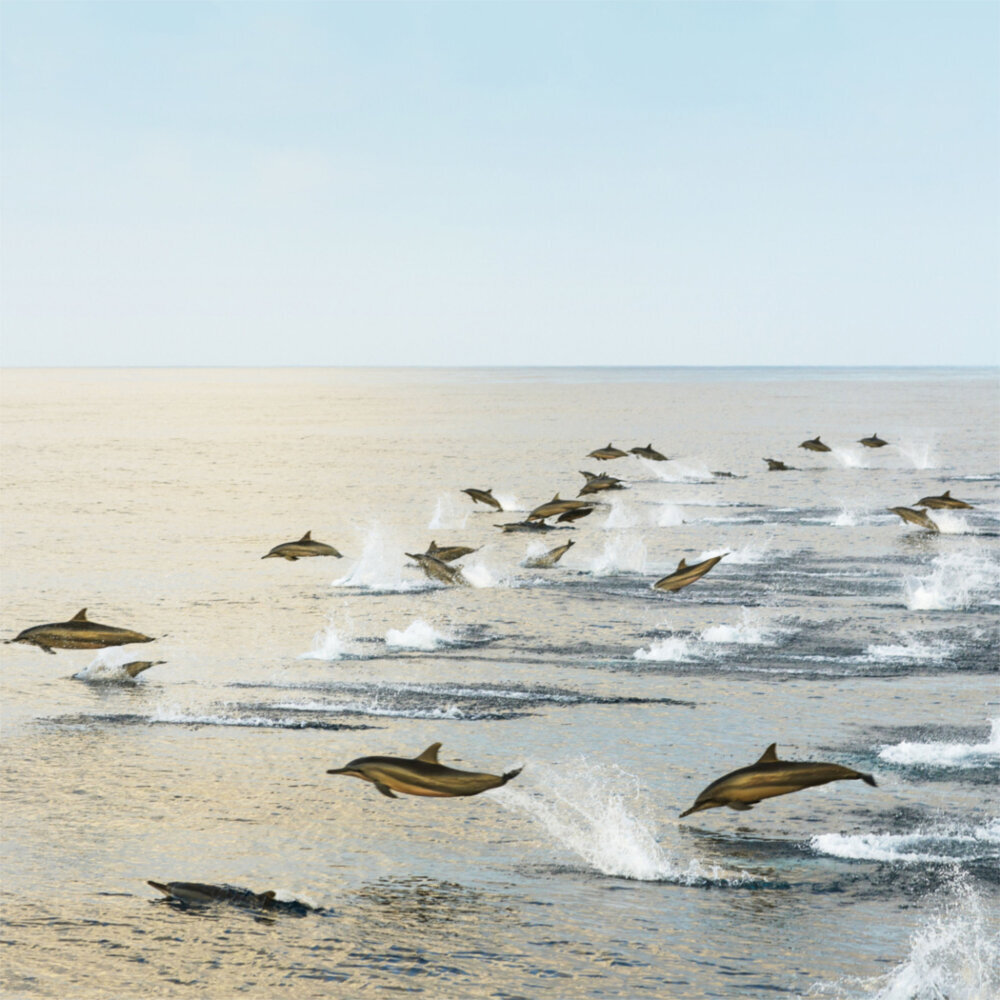 Weitere Ansicht: Dolphins/Delfine 2023