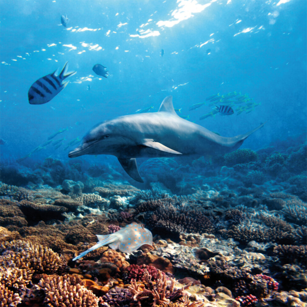Weitere Ansicht: Dolphins/Delfine 2023