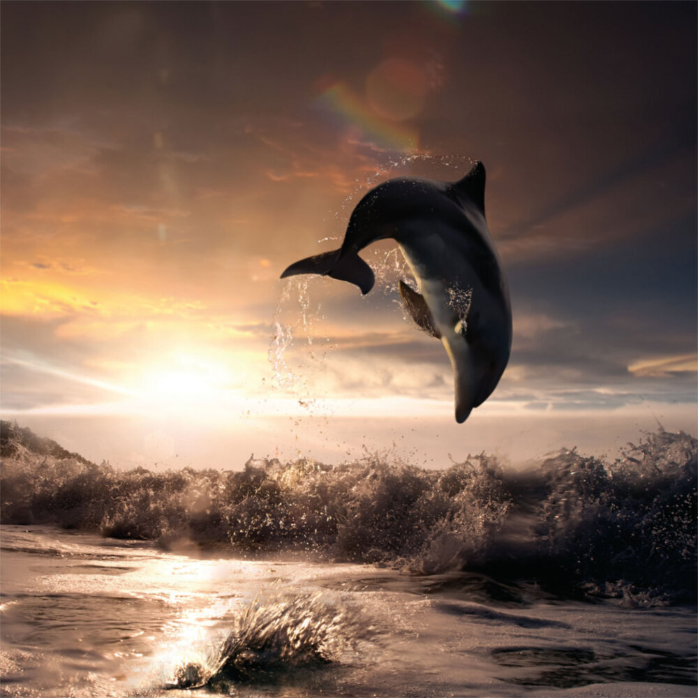 Weitere Ansicht: Dolphins/Delfine 2023