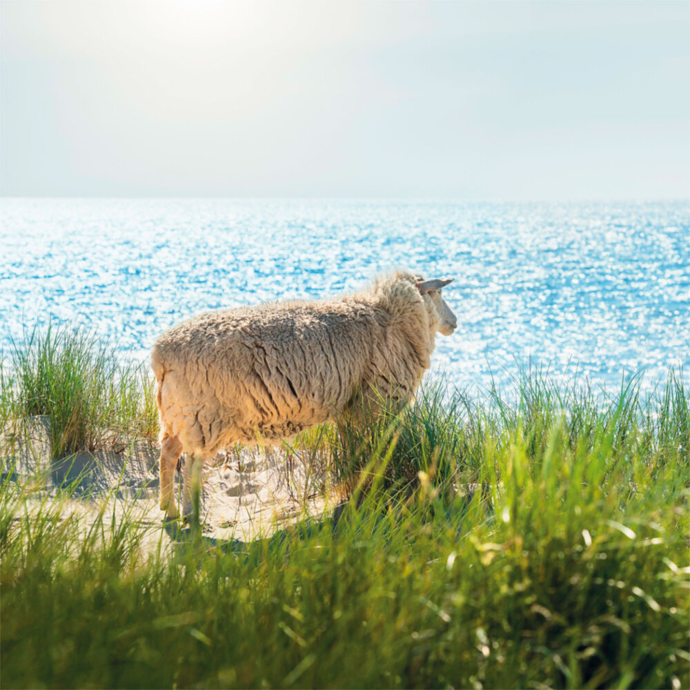 Weitere Ansicht: Northern Sea/Nordsee 2023