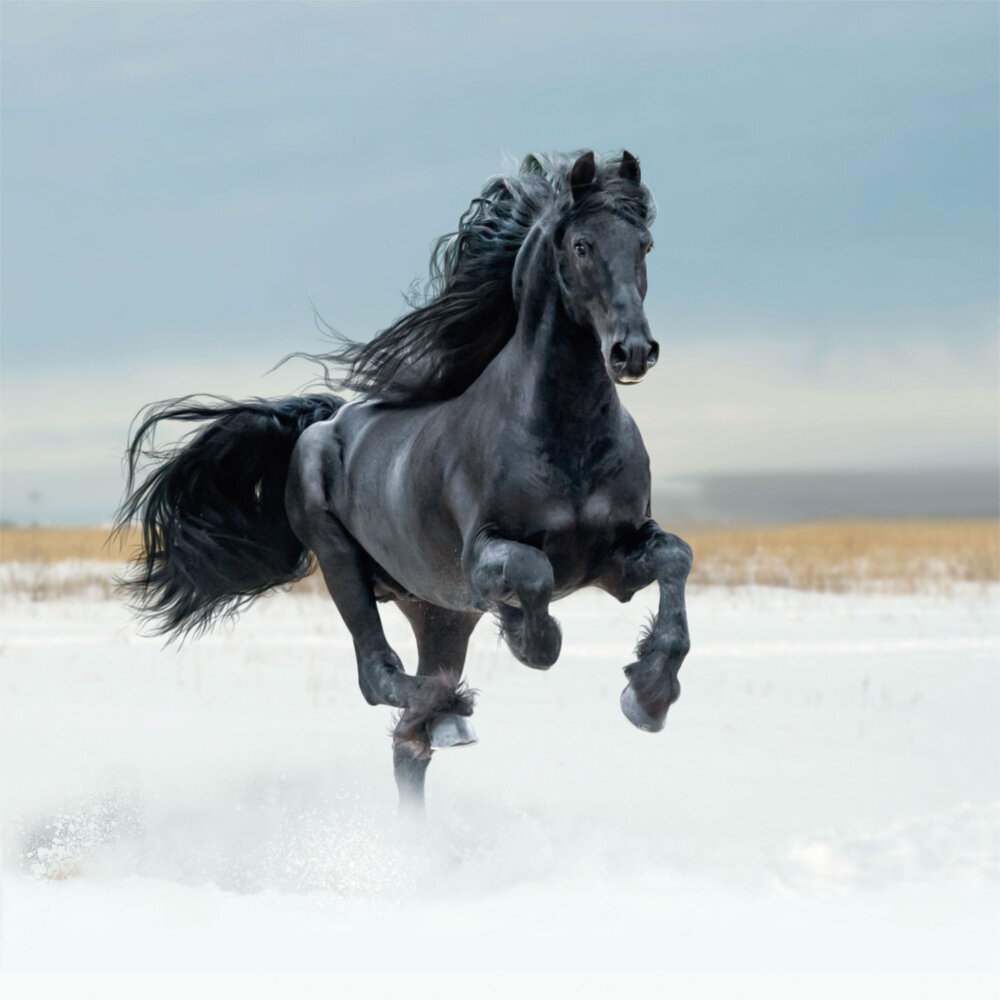 Weitere Ansicht: Horses/Pferde 2023