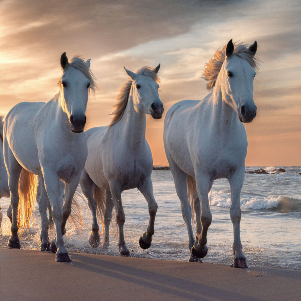 Weitere Ansicht: Horses/Pferde 2023