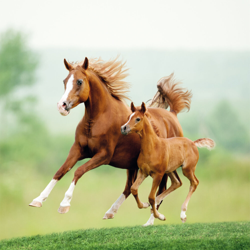 Weitere Ansicht: Horses/Pferde 2023