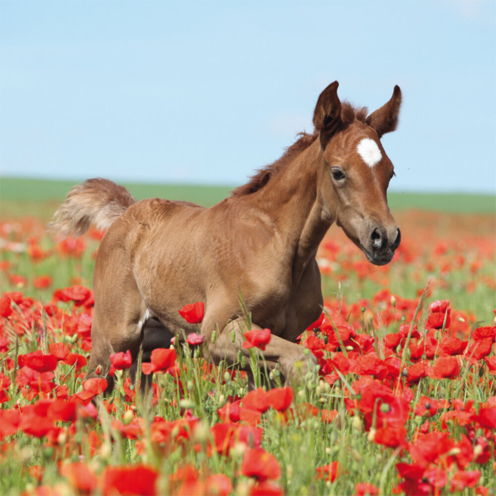 Weitere Ansicht: Horses/Pferde 2023