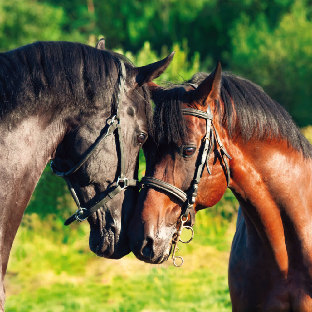 Weitere Ansicht: Horses/Pferde 2023
