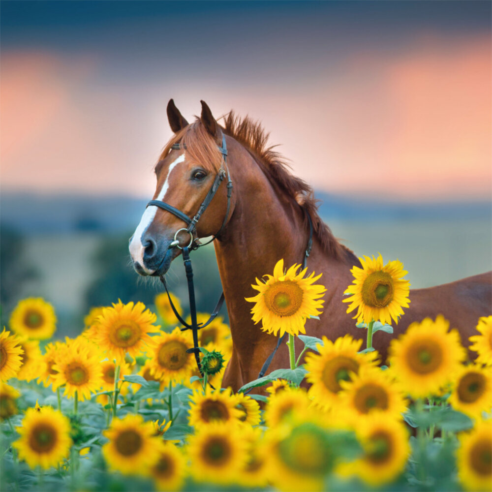 Weitere Ansicht: Horses/Pferde 2023