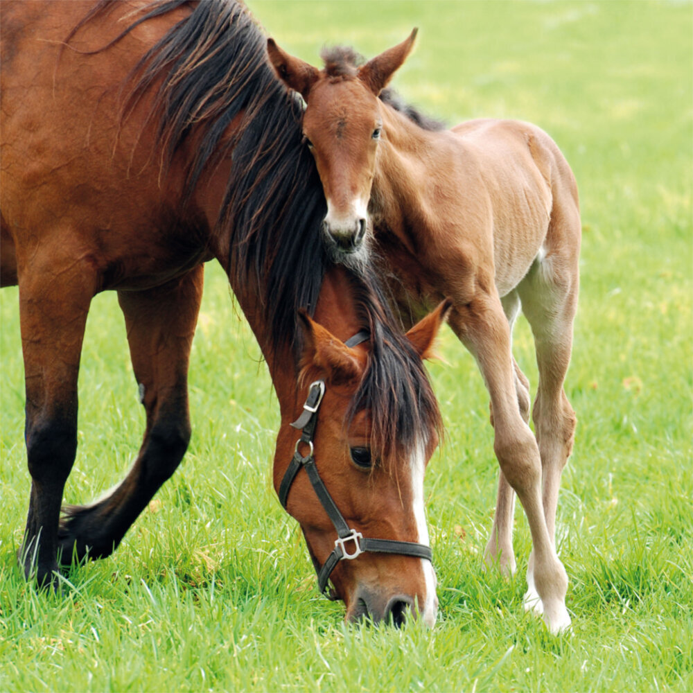 Weitere Ansicht: Horses/Pferde 2023
