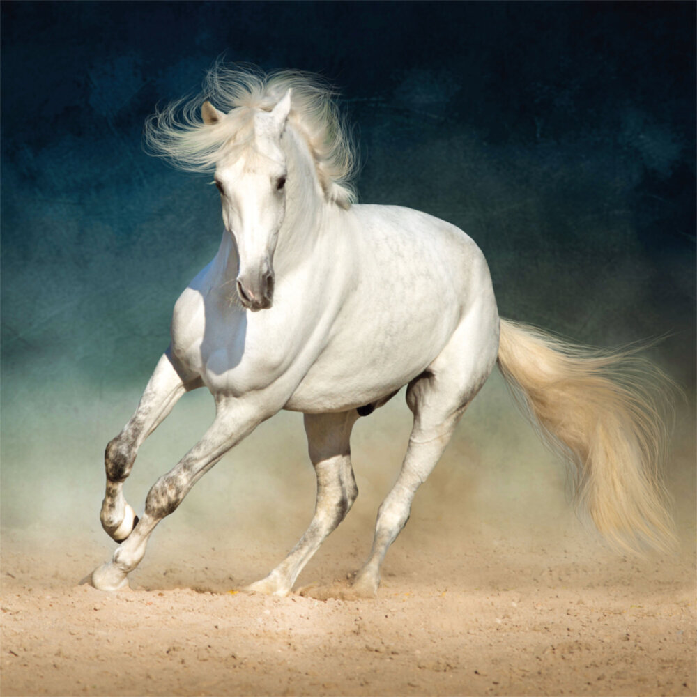 Weitere Ansicht: Horses/Pferde 2023