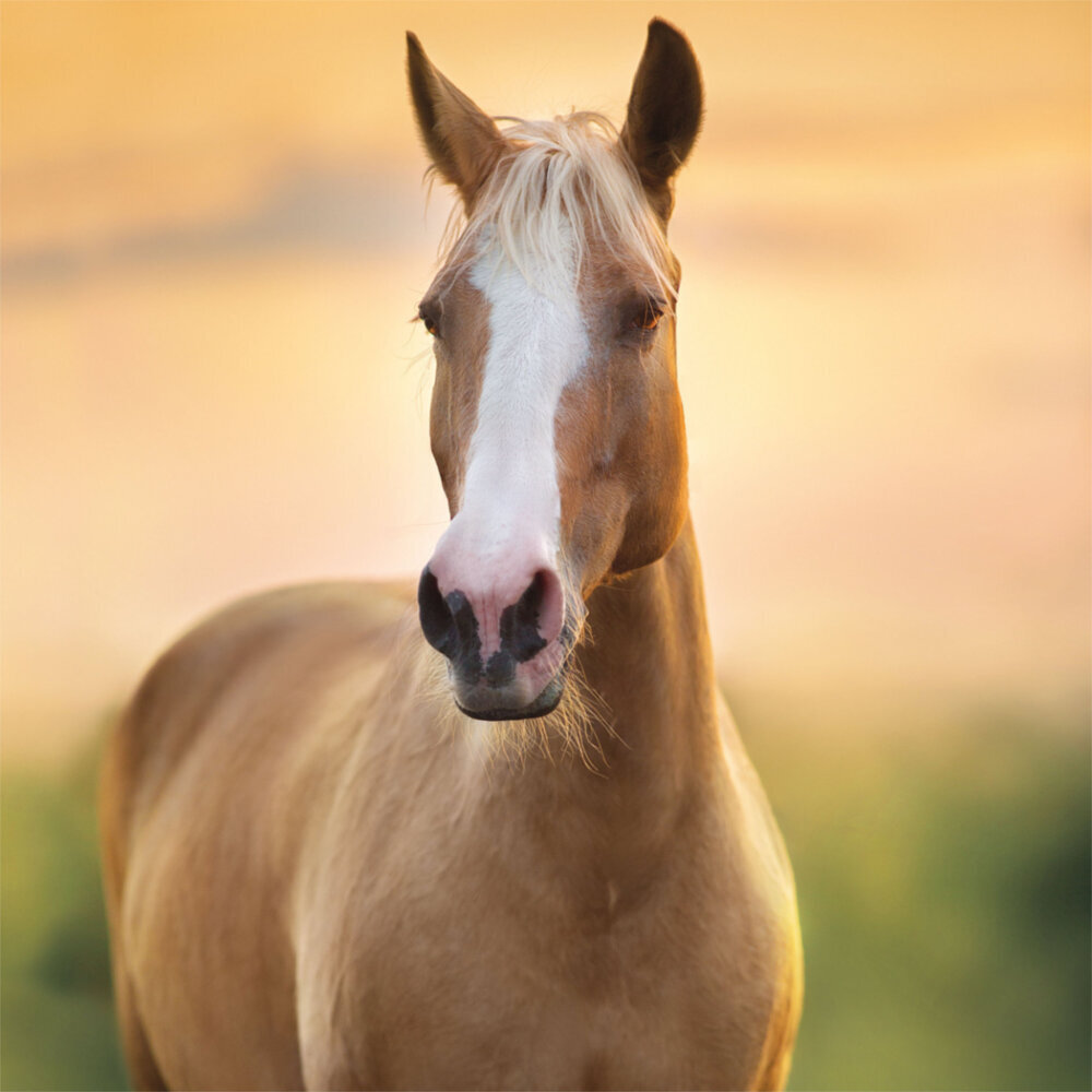 Weitere Ansicht: Horses/Pferde 2023