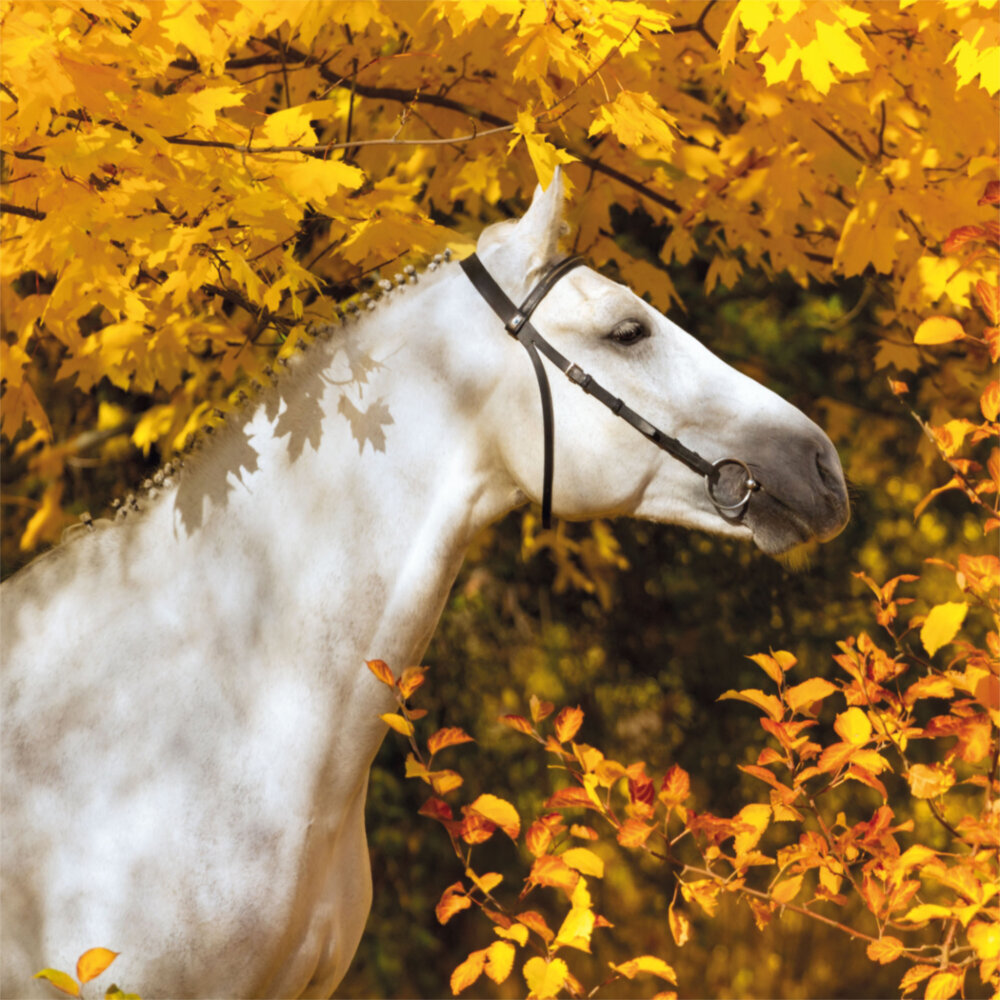 Weitere Ansicht: Horses/Pferde 2023