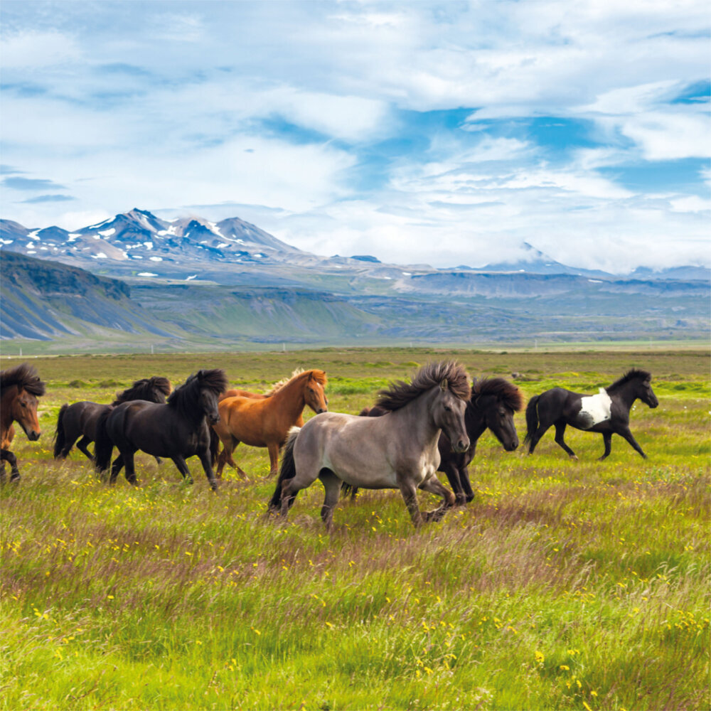 Weitere Ansicht: Horses/Pferde 2023