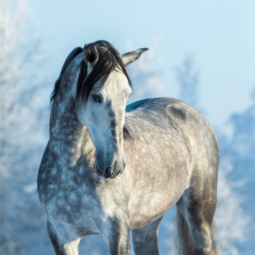 Weitere Ansicht: Horses/Pferde 2023