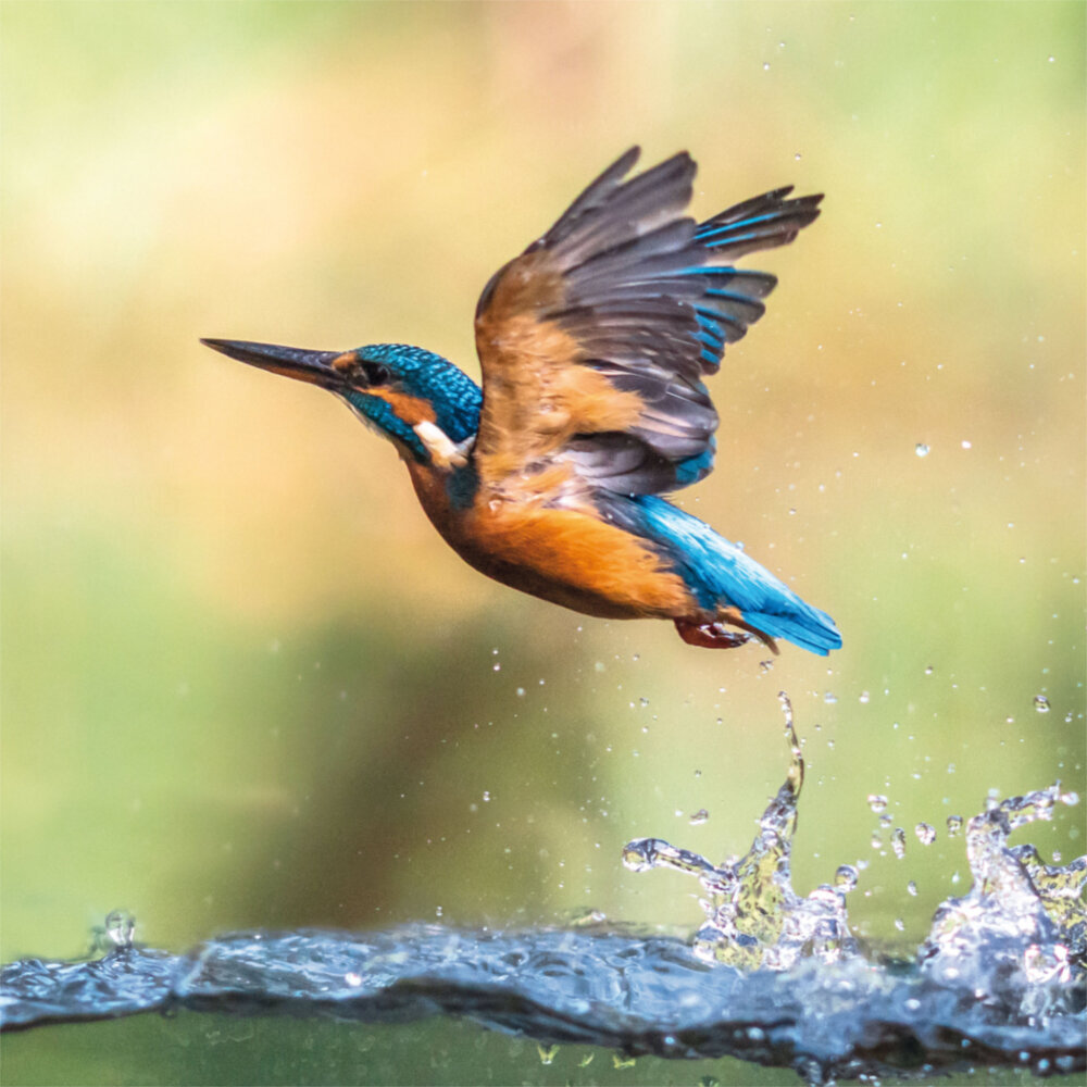 Weitere Ansicht: Heimische Vögel 2023