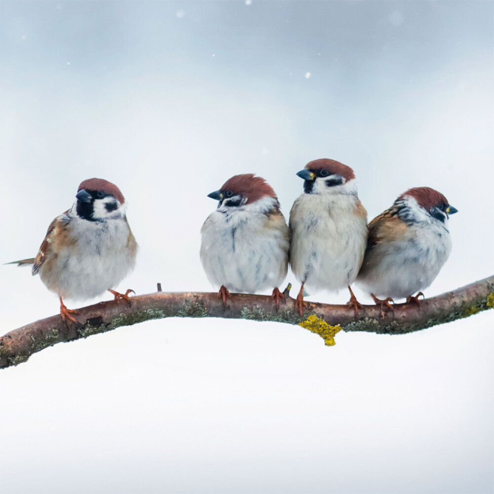 Weitere Ansicht: Heimische Vögel 2023