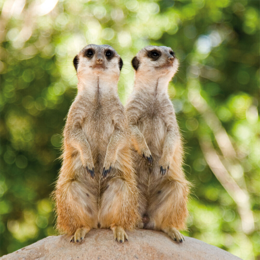Weitere Ansicht: Meerkats/Erdmännchen 2023