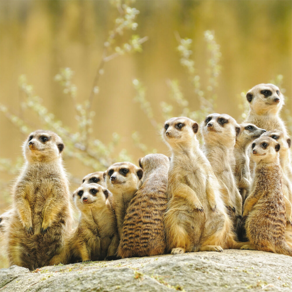 Weitere Ansicht: Meerkats/Erdmännchen 2023