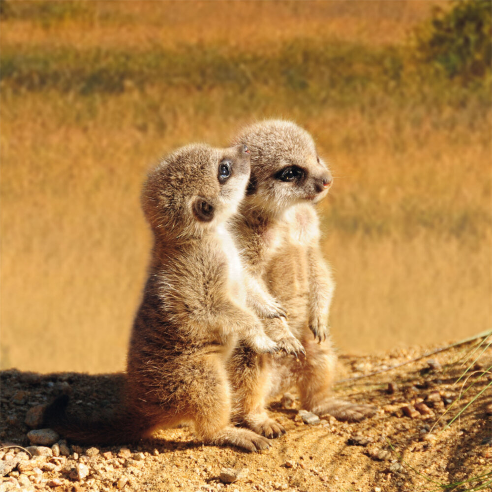 Weitere Ansicht: Meerkats/Erdmännchen 2023