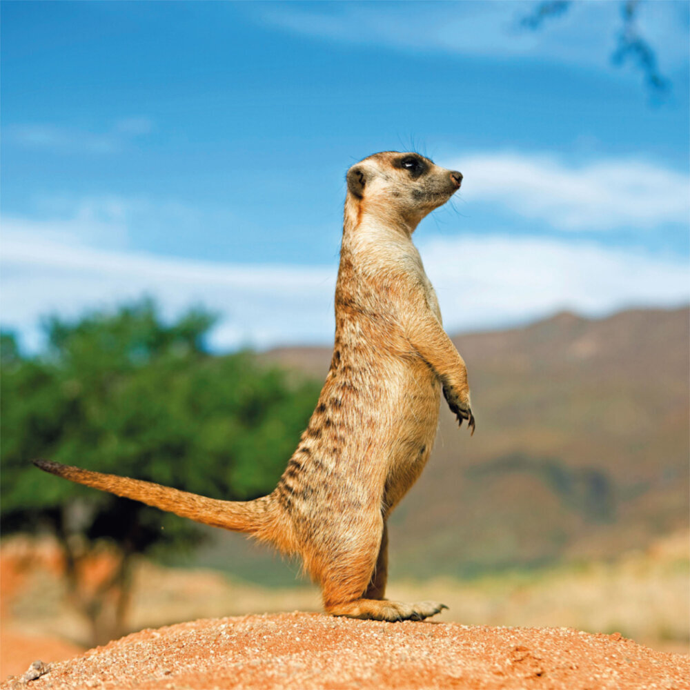 Weitere Ansicht: Meerkats/Erdmännchen 2023
