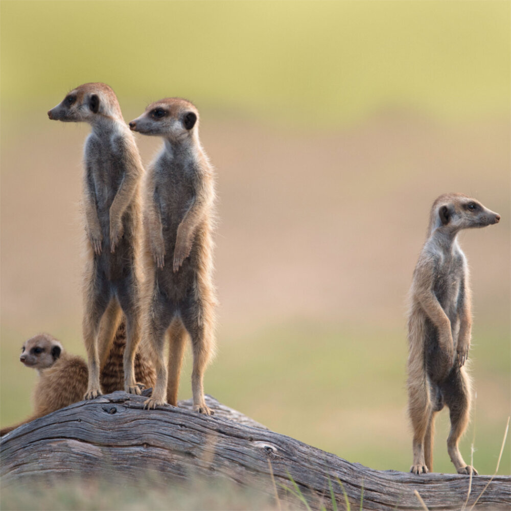 Weitere Ansicht: Meerkats/Erdmännchen 2023