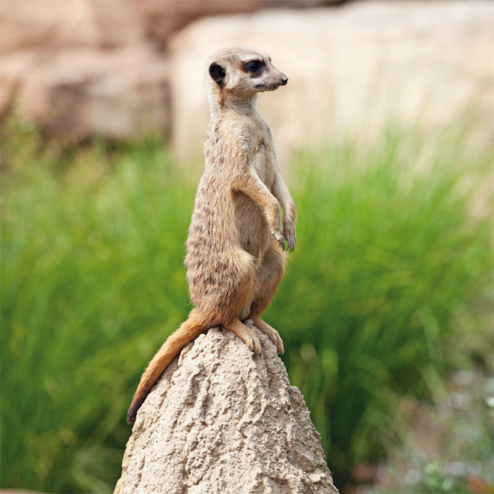 Weitere Ansicht: Meerkats/Erdmännchen 2023