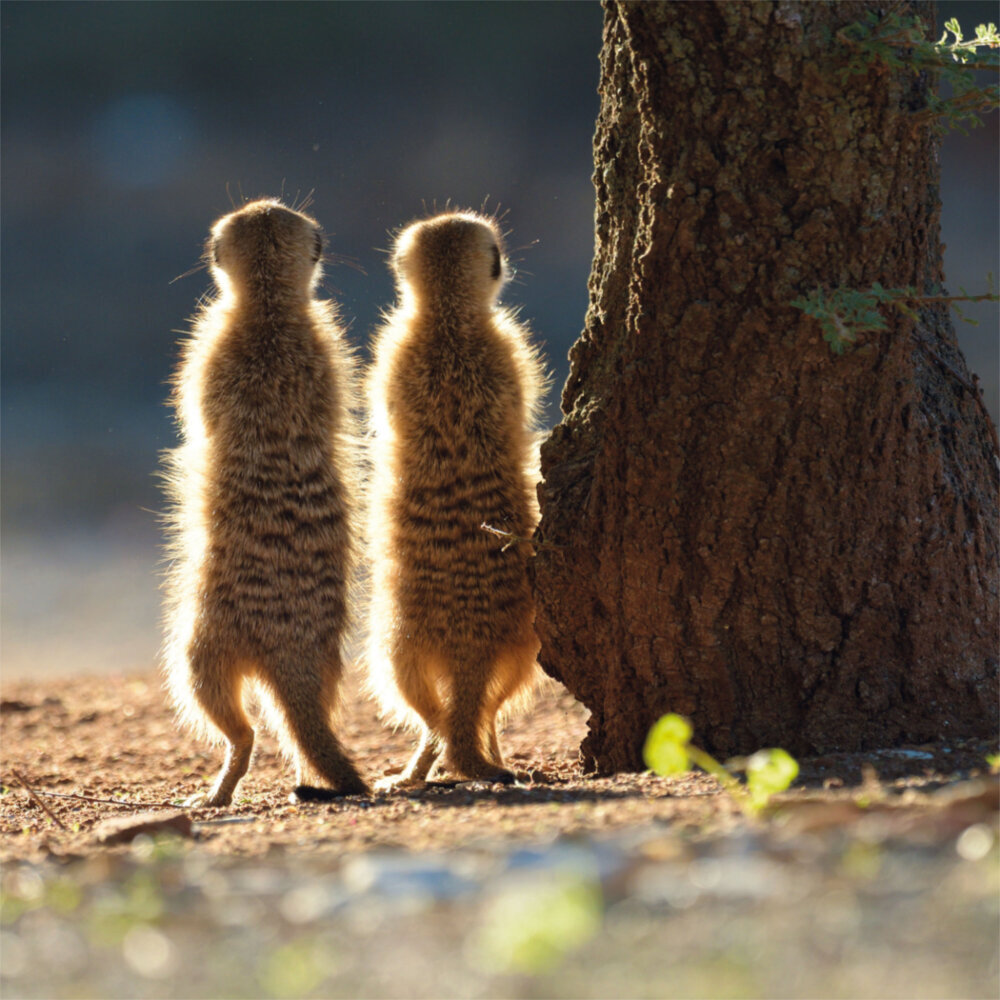 Weitere Ansicht: Meerkats/Erdmännchen 2023
