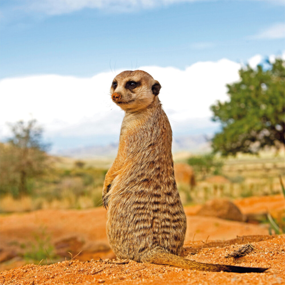 Weitere Ansicht: Meerkats/Erdmännchen 2023