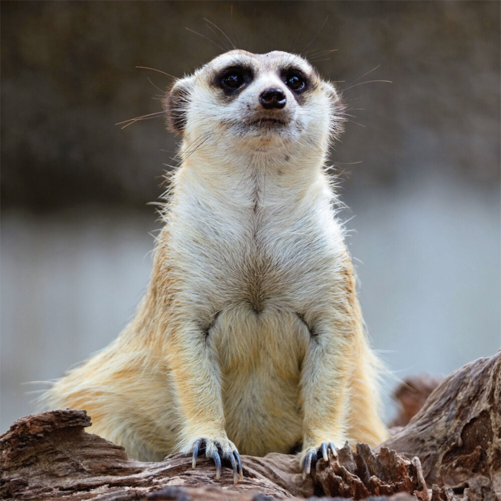 Weitere Ansicht: Meerkats/Erdmännchen 2023