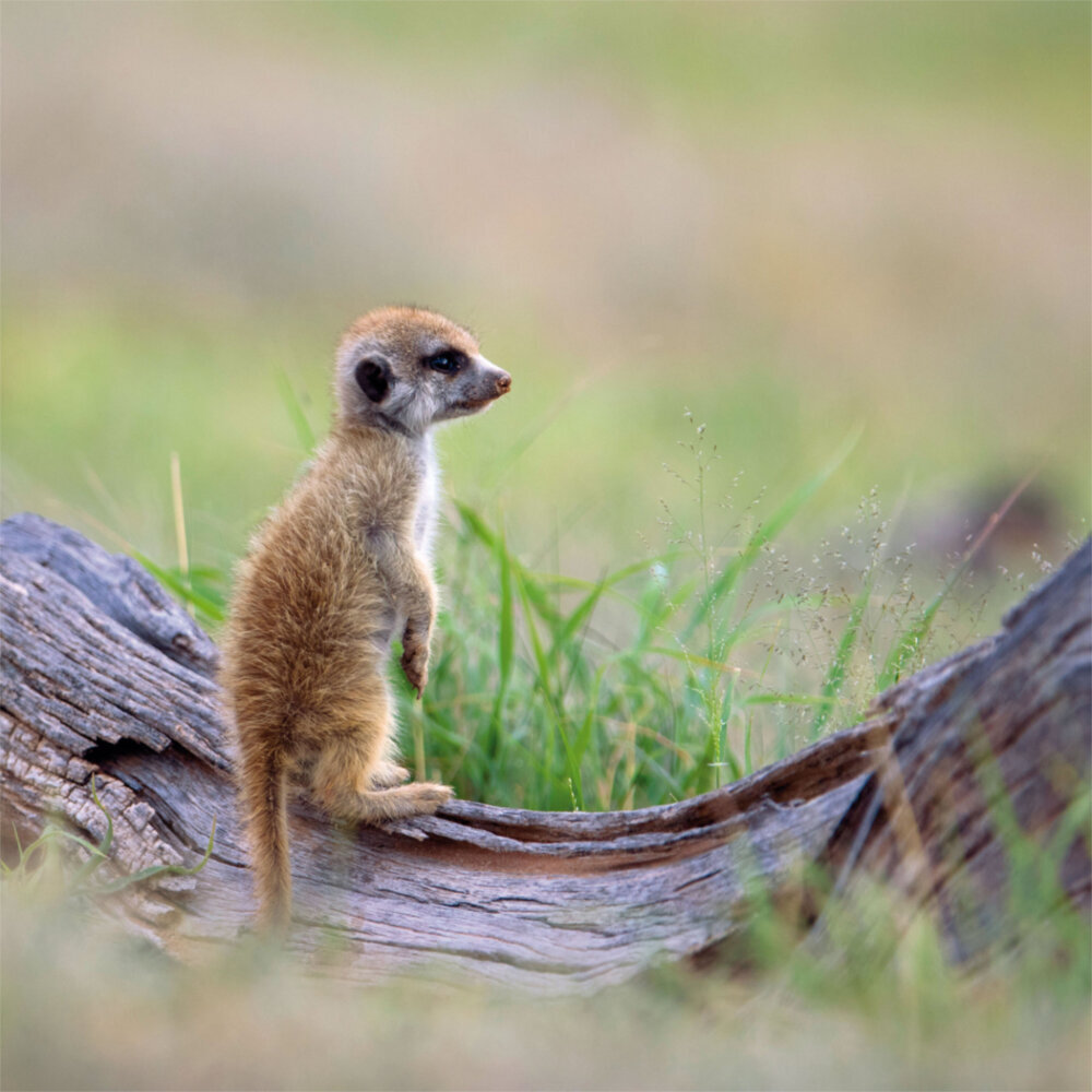 Weitere Ansicht: Meerkats/Erdmännchen 2023