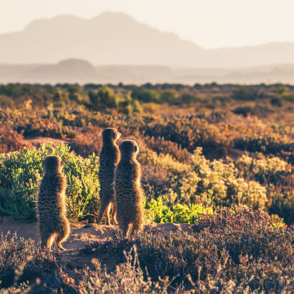 Weitere Ansicht: Meerkats/Erdmännchen 2023