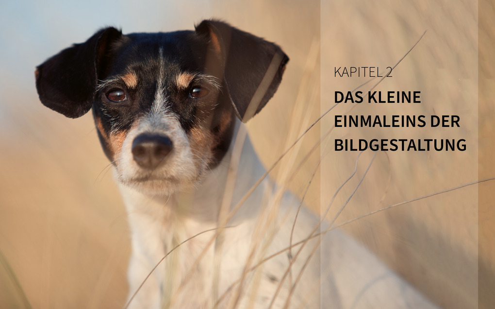 Weitere Ansicht: Haustiere perfekt fotografieren | Haas Wiebke