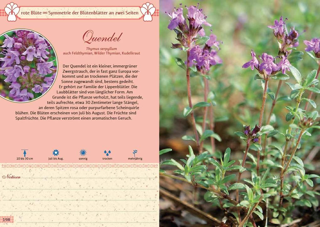 Weitere Ansicht: Mein Wildkräuterführer. Über 150 Wildpflanzen sammeln, erkennen & bestimmen. | Liesel Malm