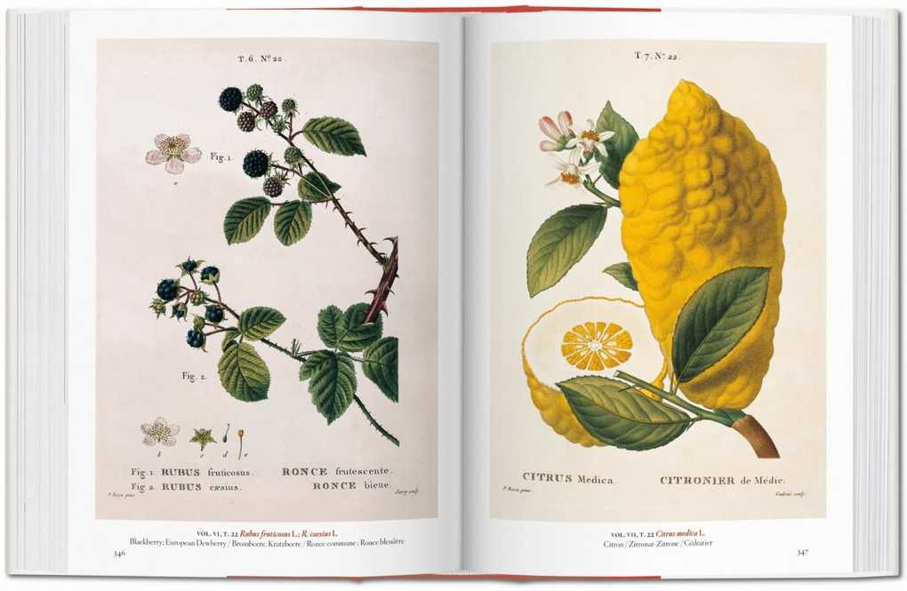 Weitere Ansicht: A Garden Eden. Masterpieces of Botanical Illustration. 40th Ed. | H. Walter Lack