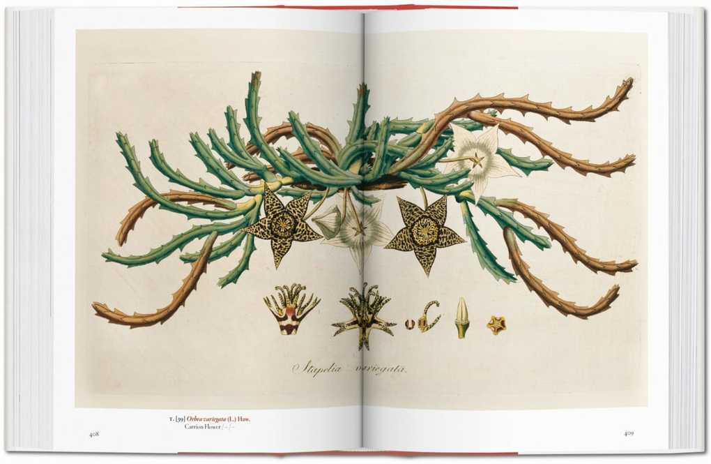 Weitere Ansicht: A Garden Eden. Masterpieces of Botanical Illustration. 40th Ed. | H. Walter Lack