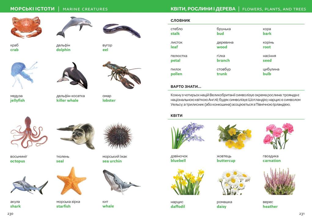 Weitere Ansicht: Ukrainian - English Visual Dictionary - ??????????-??????????? ?????????? ??????? | Collins Dictionaries