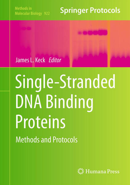 Produktbild: Single-Stranded DNA Binding Proteins