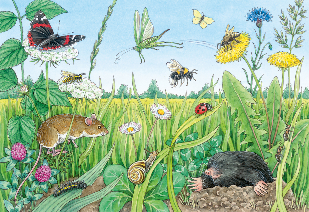 Weitere Ansicht: Ravensburger Kinderpuzzle - 05673 Tiere im Wald und auf der Wiese - 2x12 Teile + Wissensposter, Wieso? Weshalb? Warum? Puzzle für Kinder ab 3 Jahren